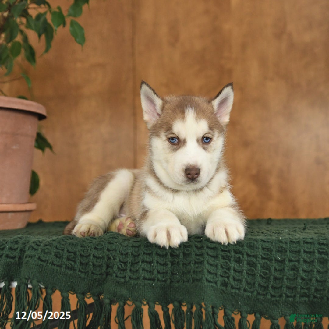 Siberian Husky dogs for sale: Arizona - Ad 4