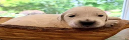 Golden Retriever dogs for sale: Black - Ad 8