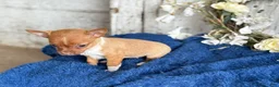 Chihuahua dogs for sale: Rolo - Ad 11