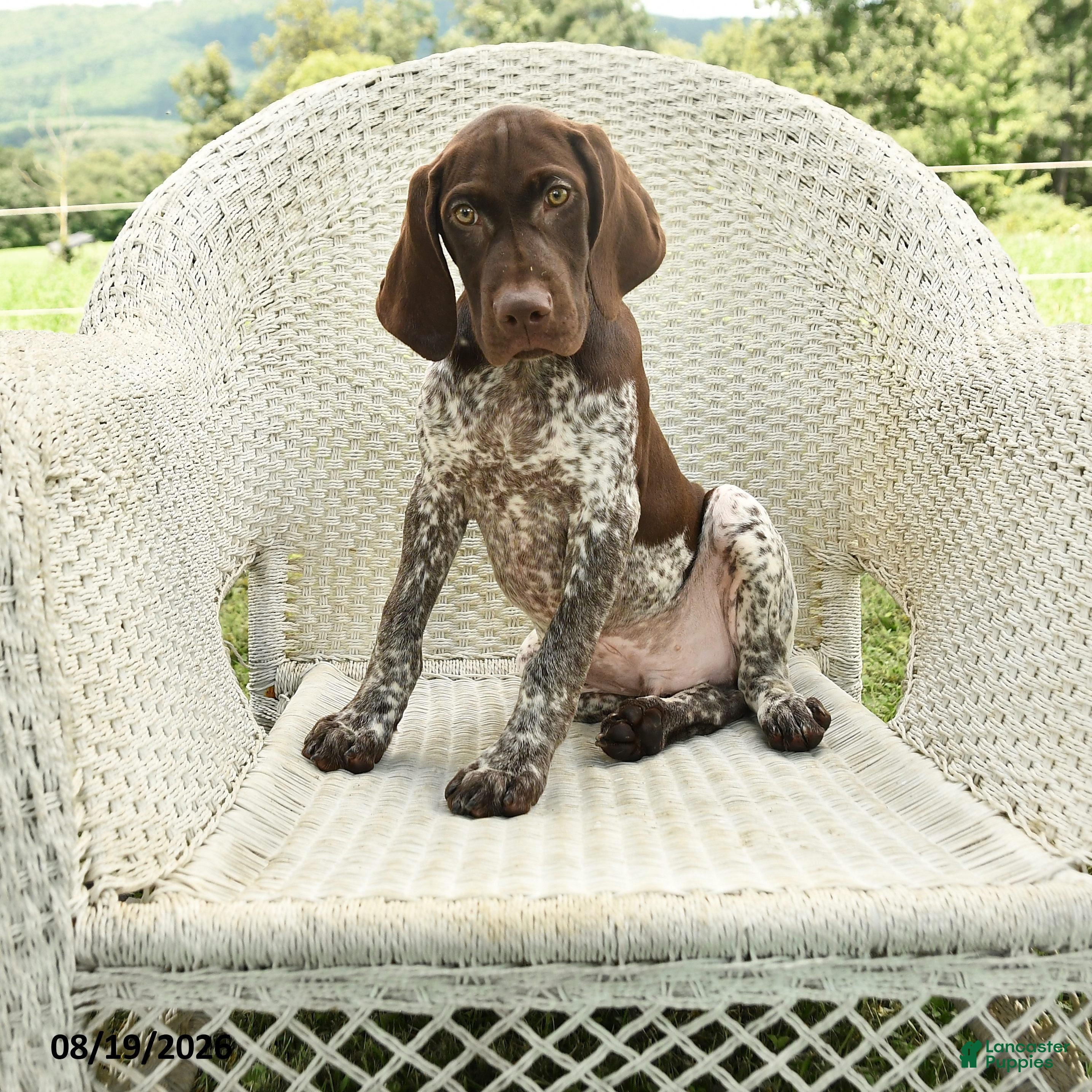 German Shorthaired Pointer dogs Dusty - Ad 1