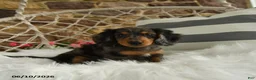 Dachshund dogs for sale: Jackson - Ad 4