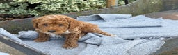 Toy Poodle dogs for sale: Pepper - Ad 13