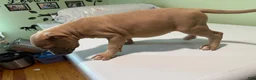 American Bully dogs for sale: American bully  - Ad 2