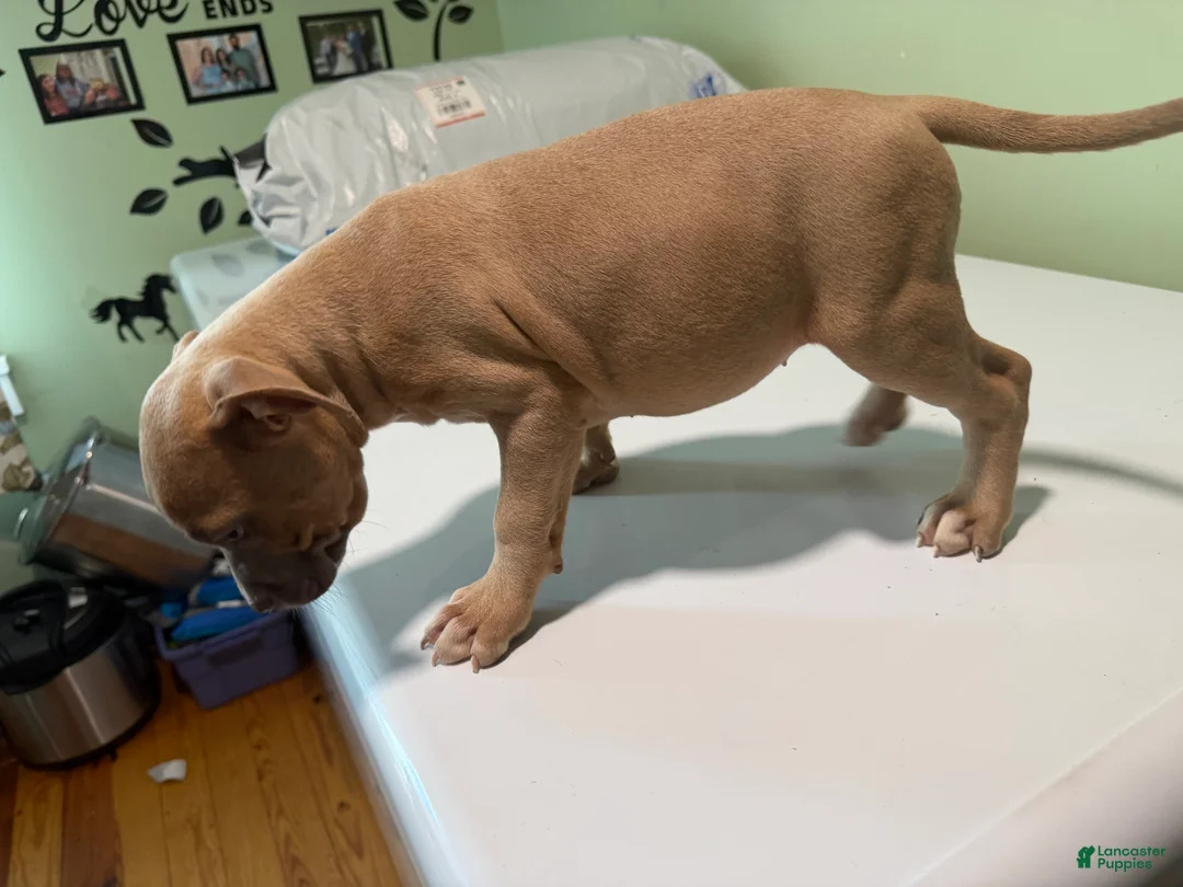 American Bully dogs for sale: American bully  - Ad 2