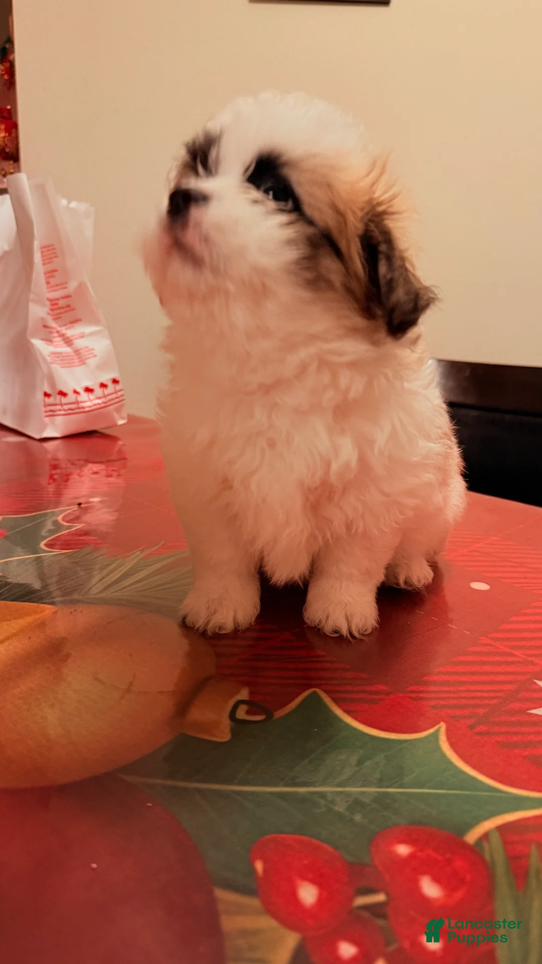 Mixed Breed dogs for sale: Diamond - Ad 2