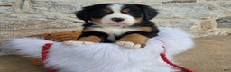 Bernese Mountain Dog dogs for sale: Snowflake - Ad 2
