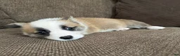 Welsh Corgi Pembroke dogs for sale: Candy - Ad 3