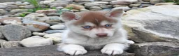 Pomsky dogs for sale: Toby - Ad 2