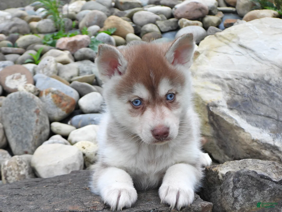 Pomsky dogs for sale: Toby - Ad 2