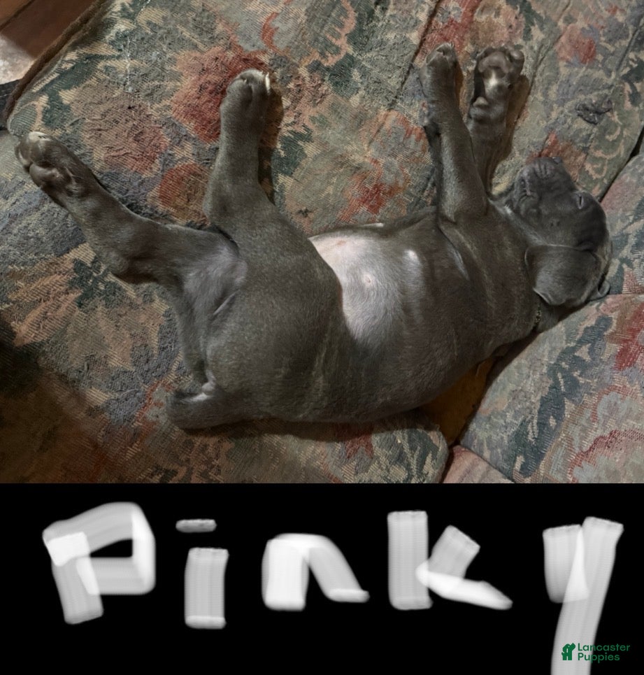 Cane Corso dogs for sale: Cane Corso 2 - Ad 2