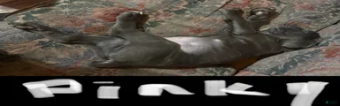 Cane Corso 2