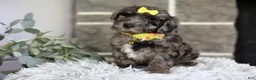 Maltipoo dogs for sale: Minnie - Ad 6