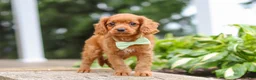 Cavapoo dogs for sale: Dax - Ad 11