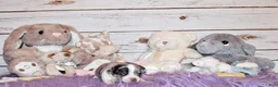 Chihuahua dogs for sale: Fuego - Ad 3