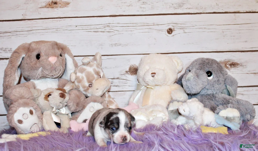 Chihuahua dogs for sale: Fuego - Ad 3