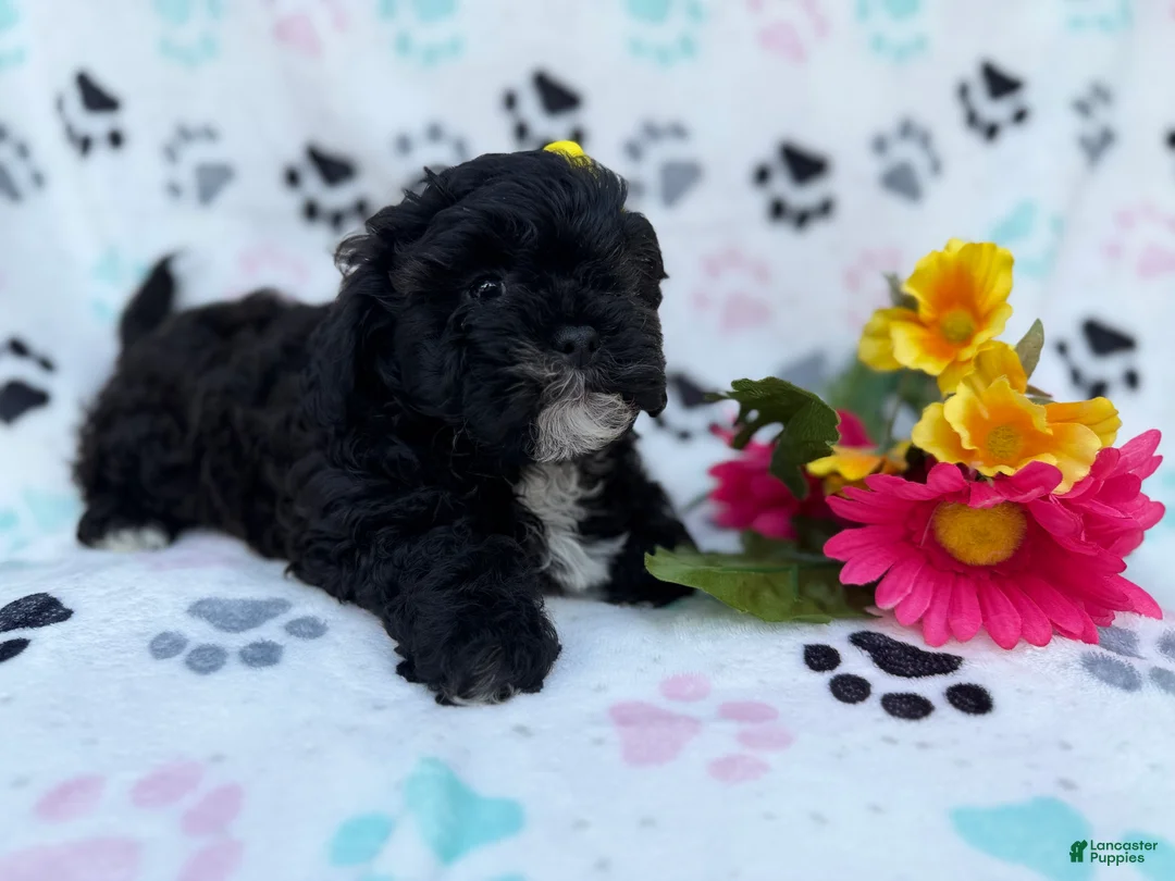 Shihpoo dogs for sale: Nelly - Ad 4