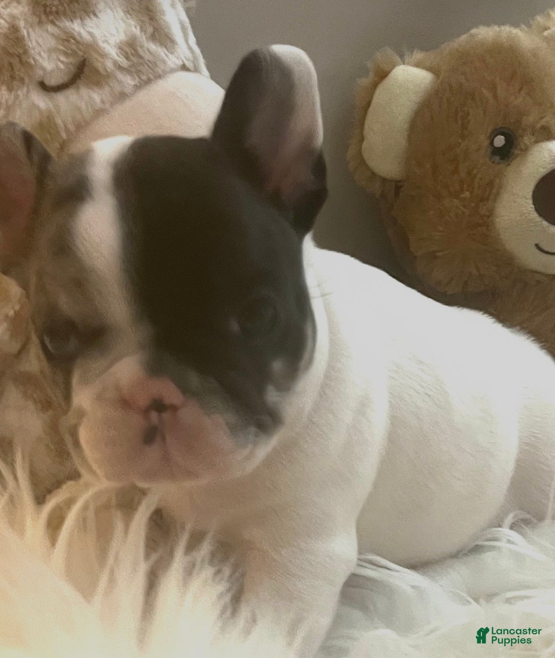 French Bulldog dogs for sale: Titan - Ad 5