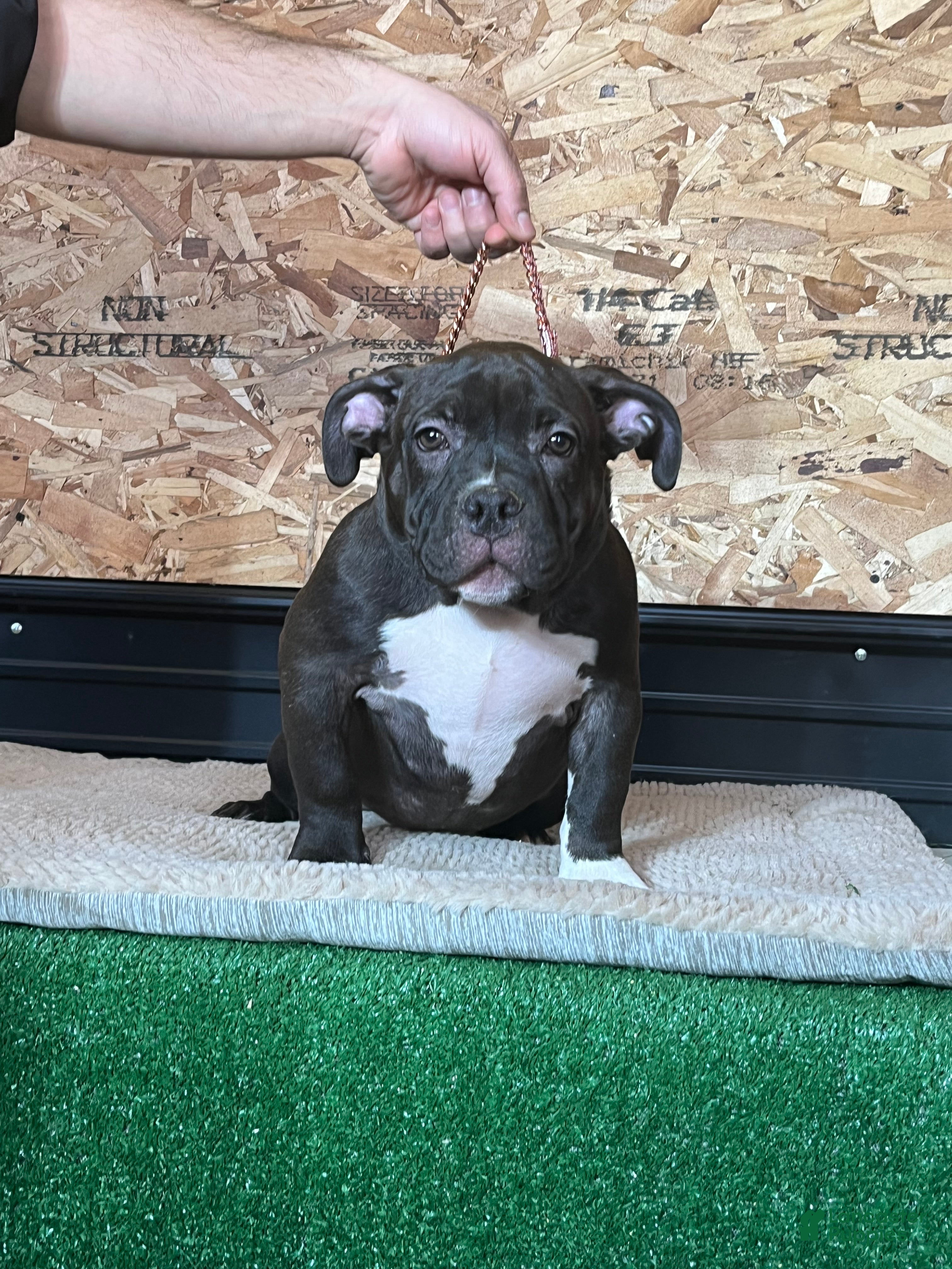 American Bully dogs Korra - Ad 2