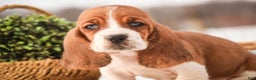 Basset Hound dogs for sale: Arturo - Ad 6