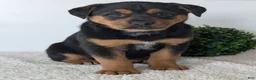 Mixed Breed dogs for sale: Luna - Ad 4