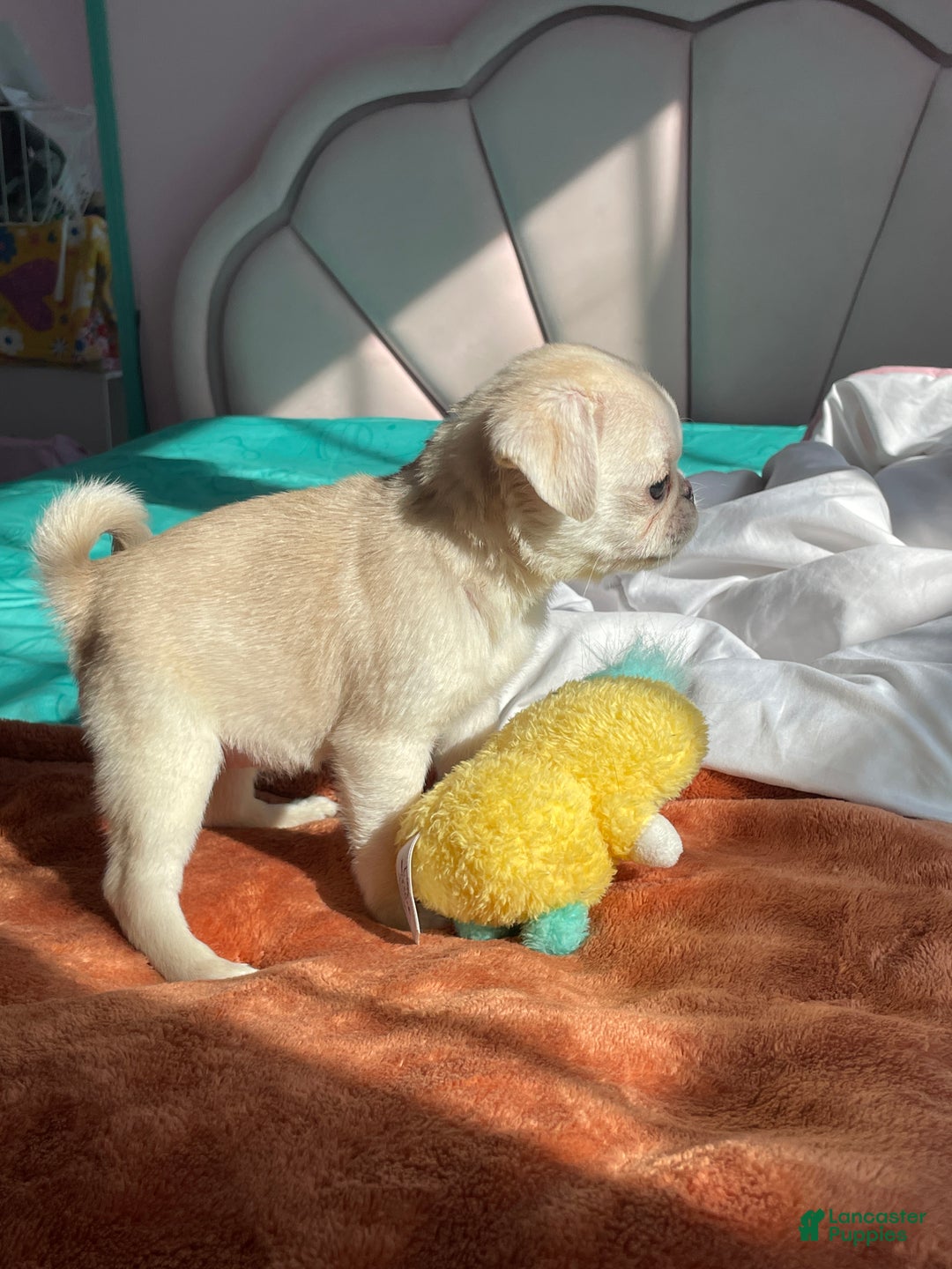 Pug dogs for sale: Coco  - Ad 2