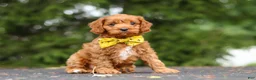 Cavapoo dogs for sale: Jagger - Ad 4