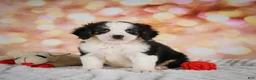 Mini Bernedoodle dogs for sale: Misty - Ad 8