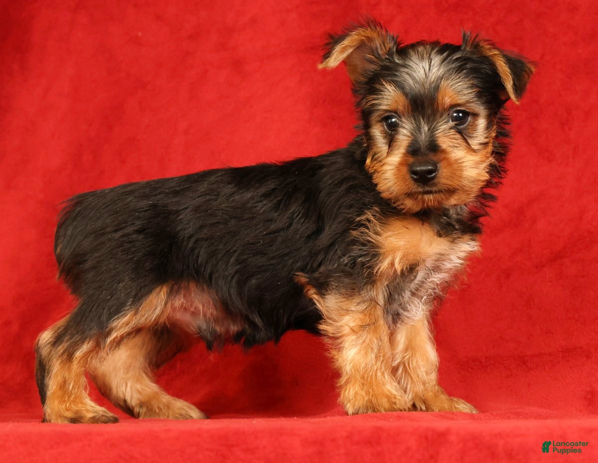 Yorkshire Terrier dogs Handsome - Ad 1