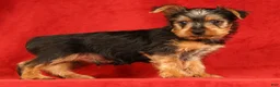Yorkshire Terrier dogs for sale: Handsome - Ad 1
