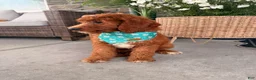 Goldendoodle dogs for sale: Windsor  - Ad 3