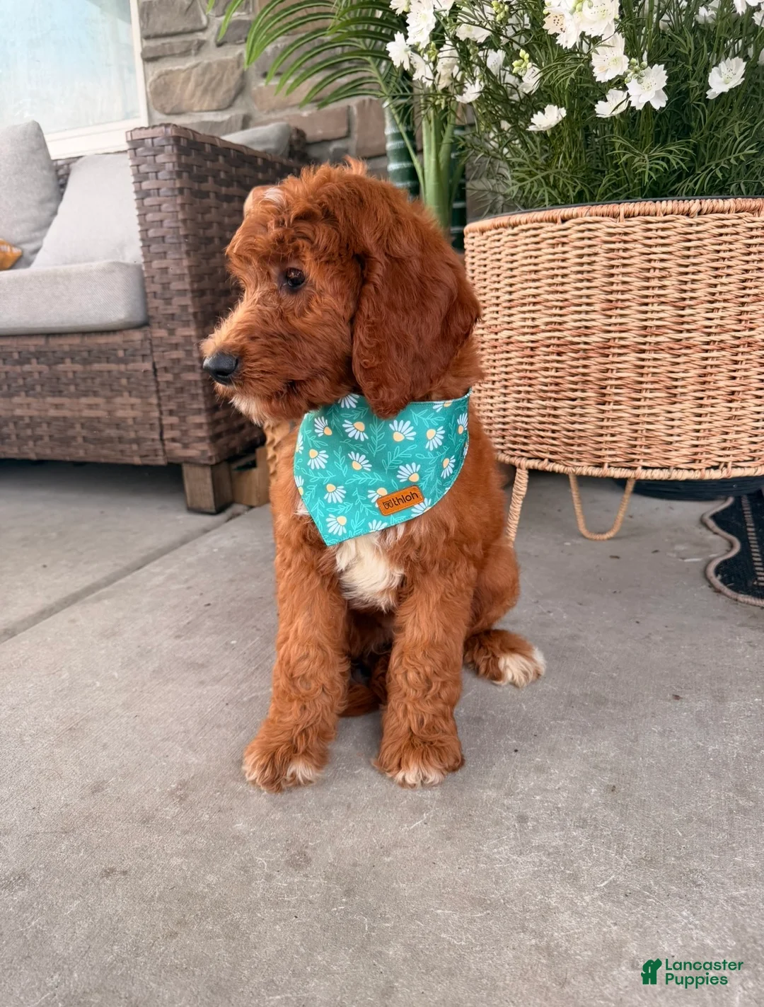 Goldendoodle dogs for sale: Windsor  - Ad 3