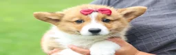 Welsh Corgi Pembroke dogs for sale: Legend  - Ad 15