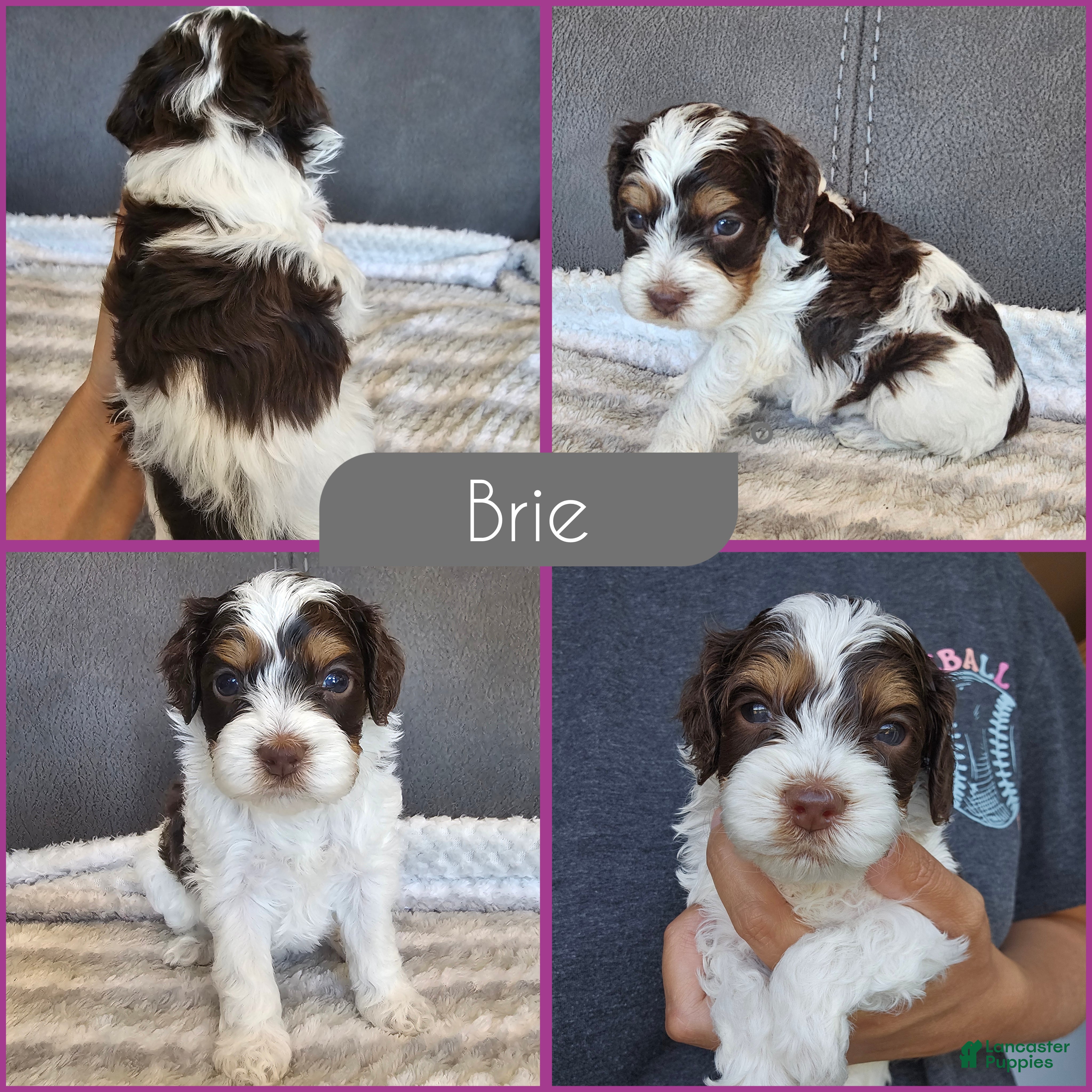 Cockapoo dogs Brie - Ad 1