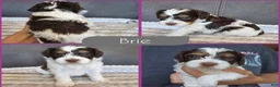 Cockapoo dogs for sale: Brie - Ad 1
