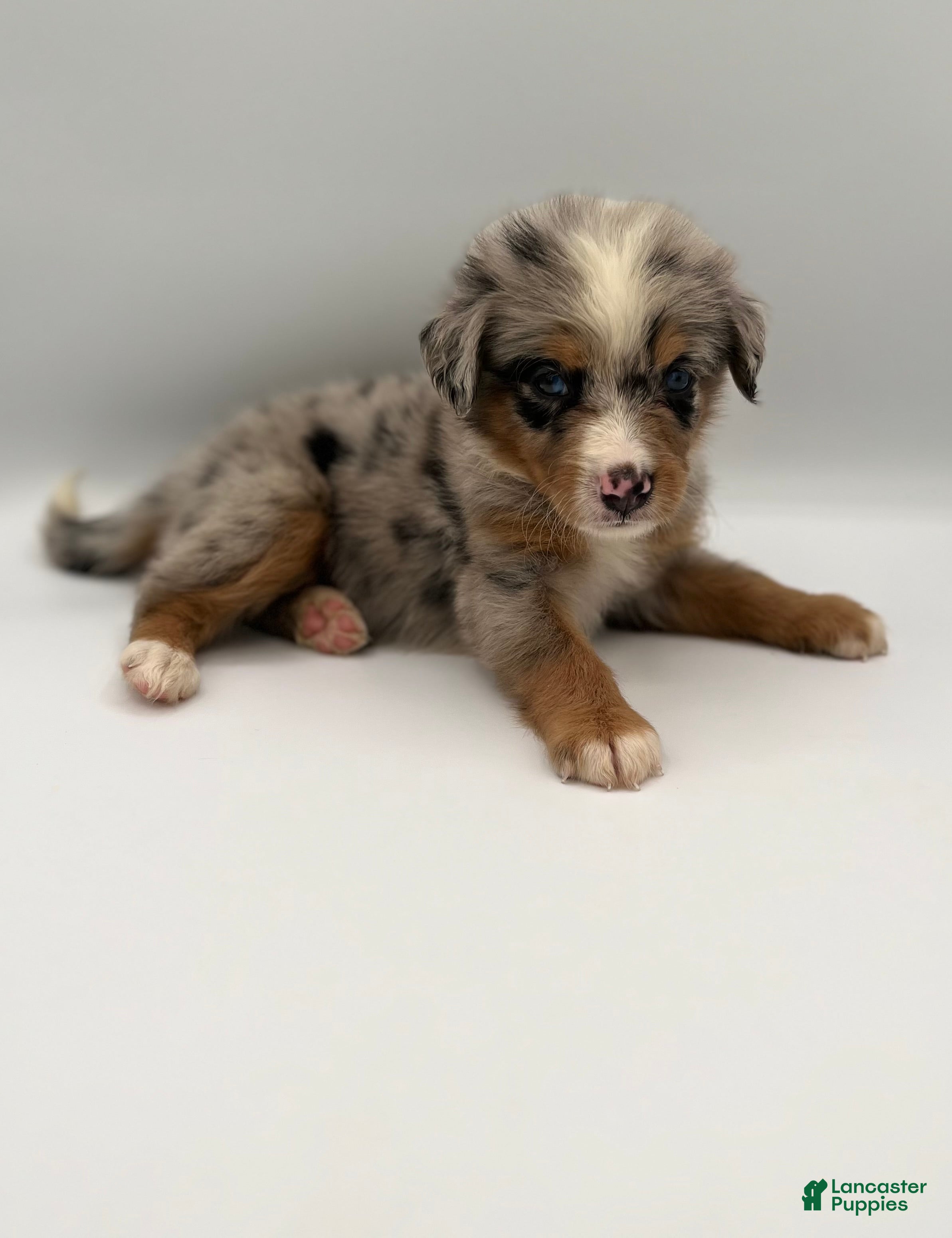Bernedoodle dogs Smokey - Ad 2