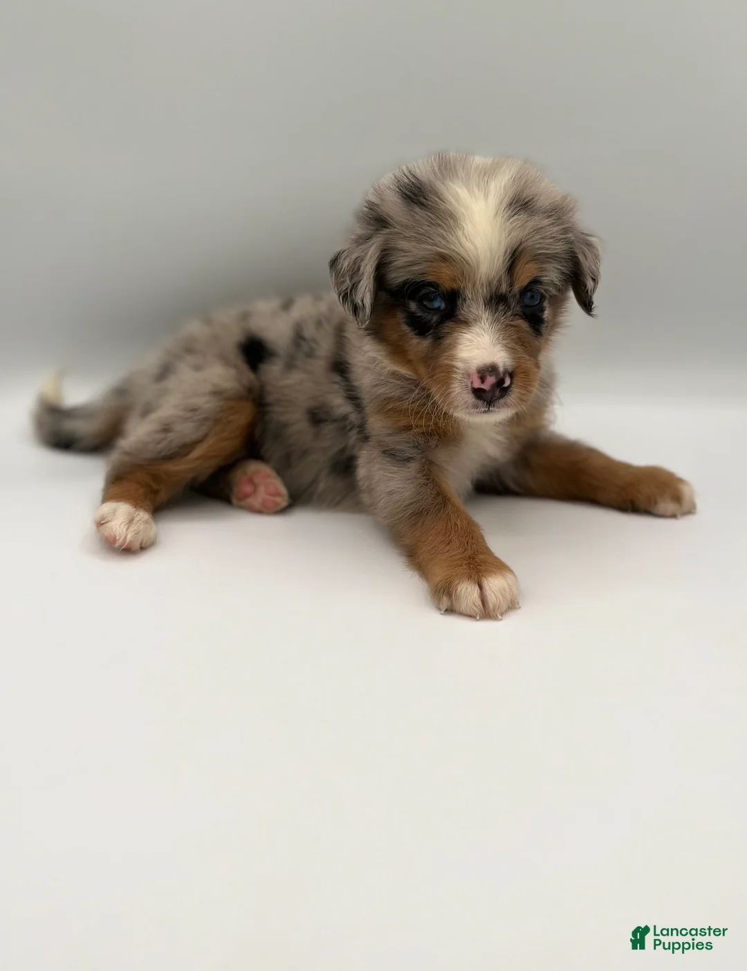 Bernedoodle dogs for sale: Smokey - Ad 2