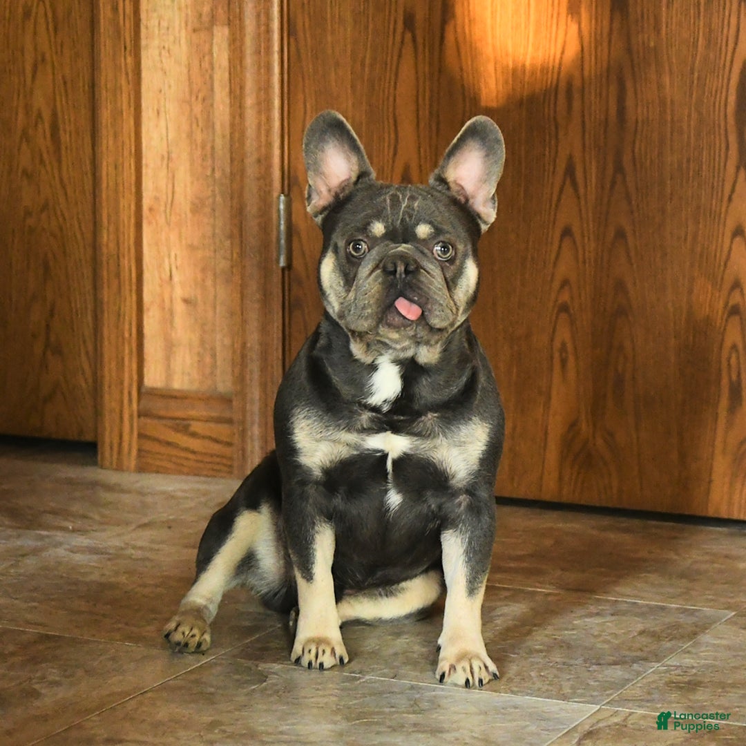 French Bulldog dogs for sale: Yeller - Ad 5