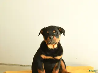 Rottweiler dogs Scout - Ad 1