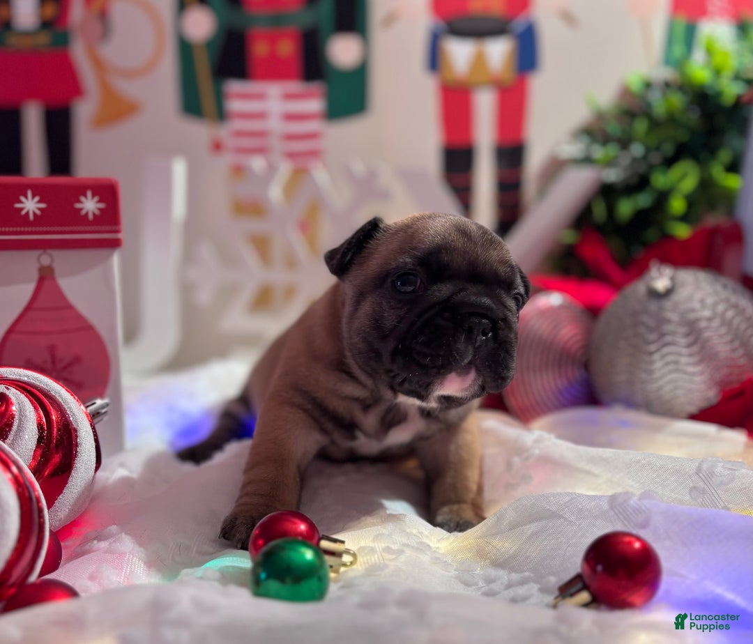 French Bulldog dogs for sale: French Bulldog Puppy 2 - Ad 2