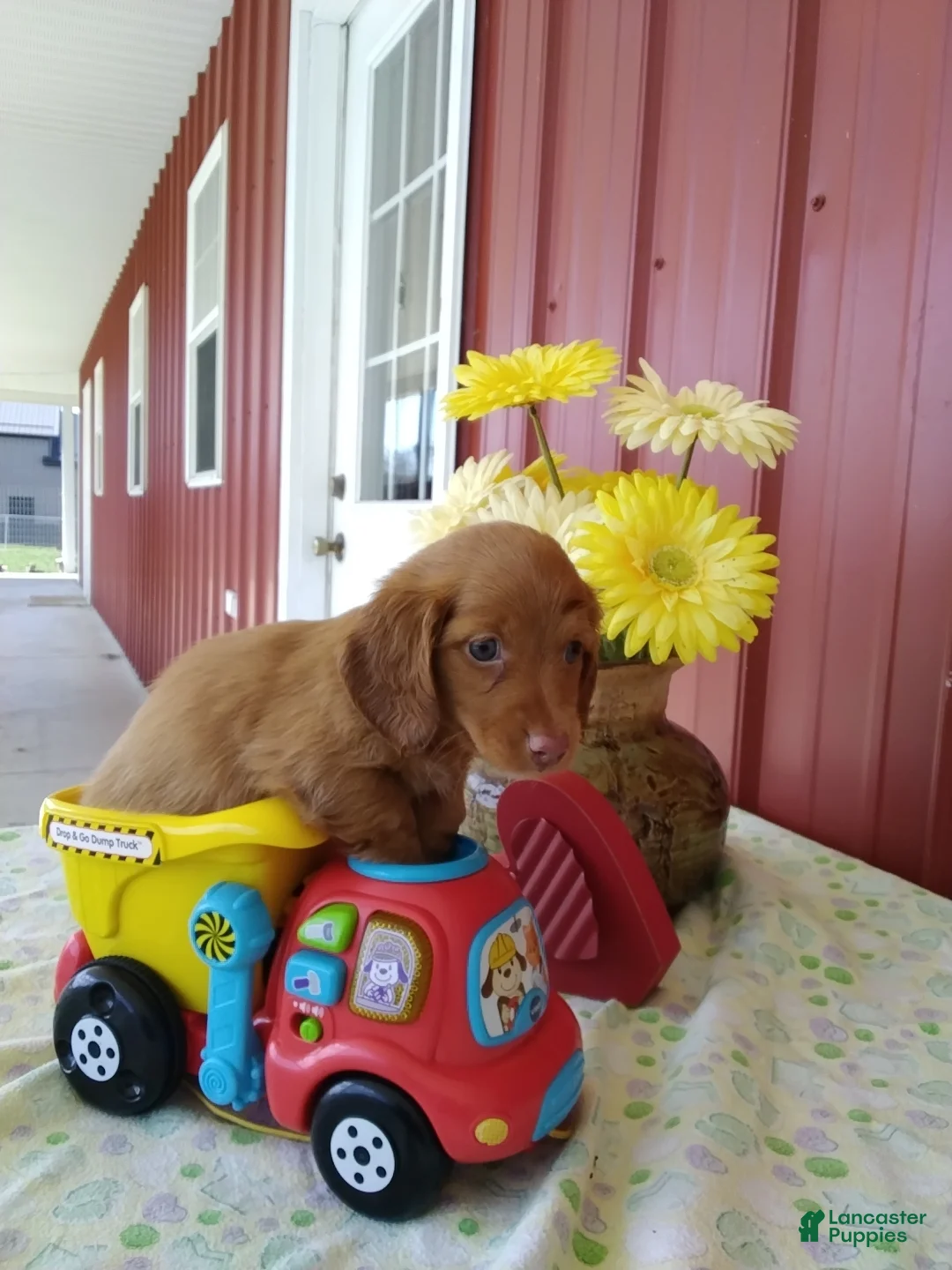 Miniature Dachshund dogs for sale: Fletcher - Ad 1