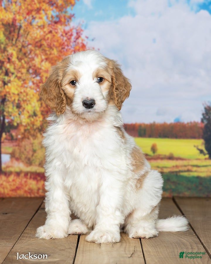 Goldendoodle dogs Jackson - Ad 2