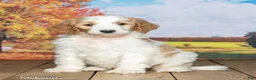 Goldendoodle dogs for sale: Jackson - Ad 2