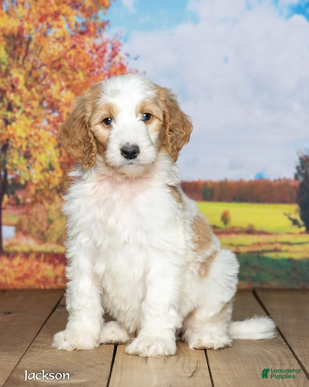 Goldendoodle dogs for sale: Jackson - Ad 2