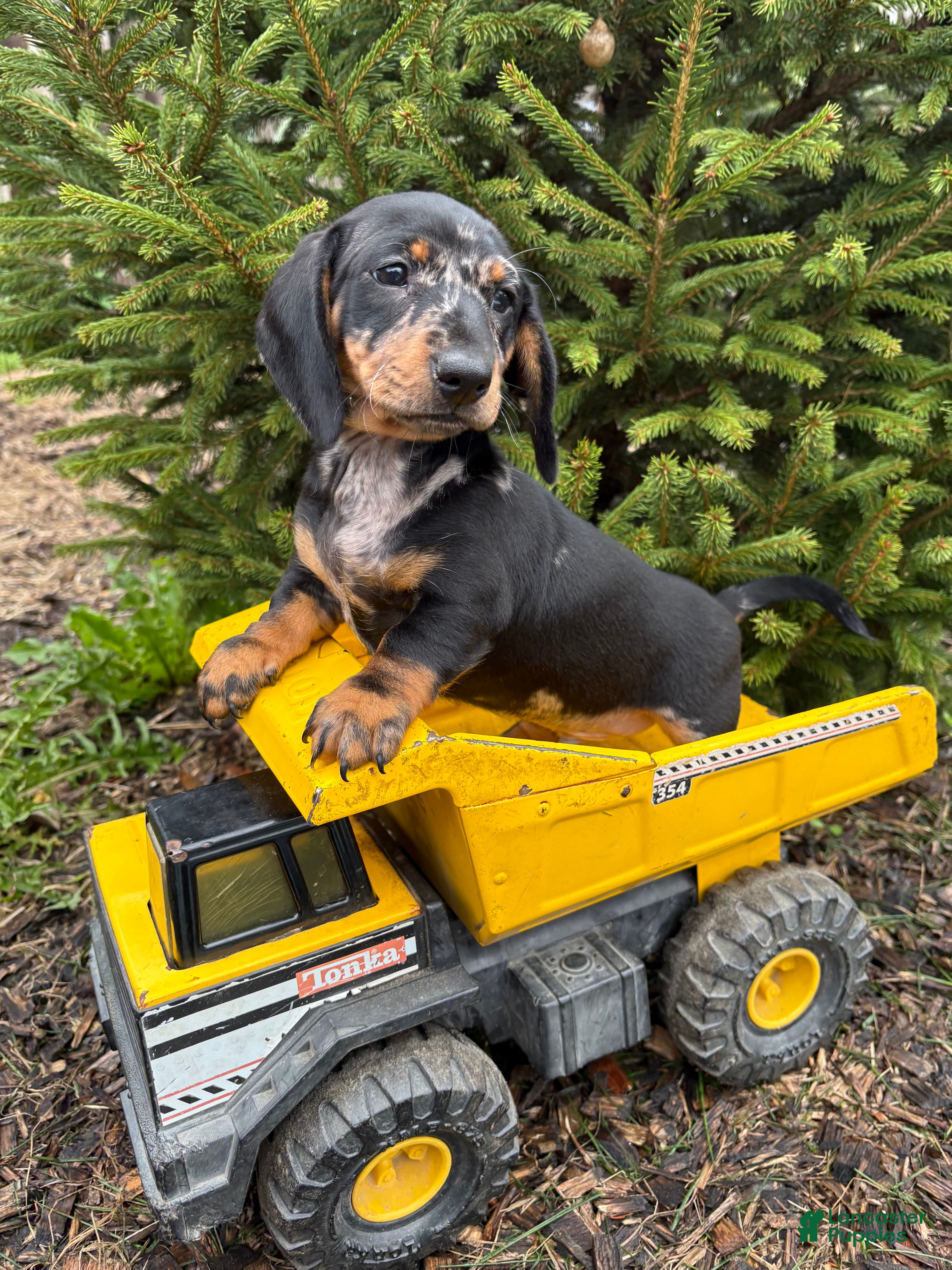 Dachshund dogs Thor - Ad 1