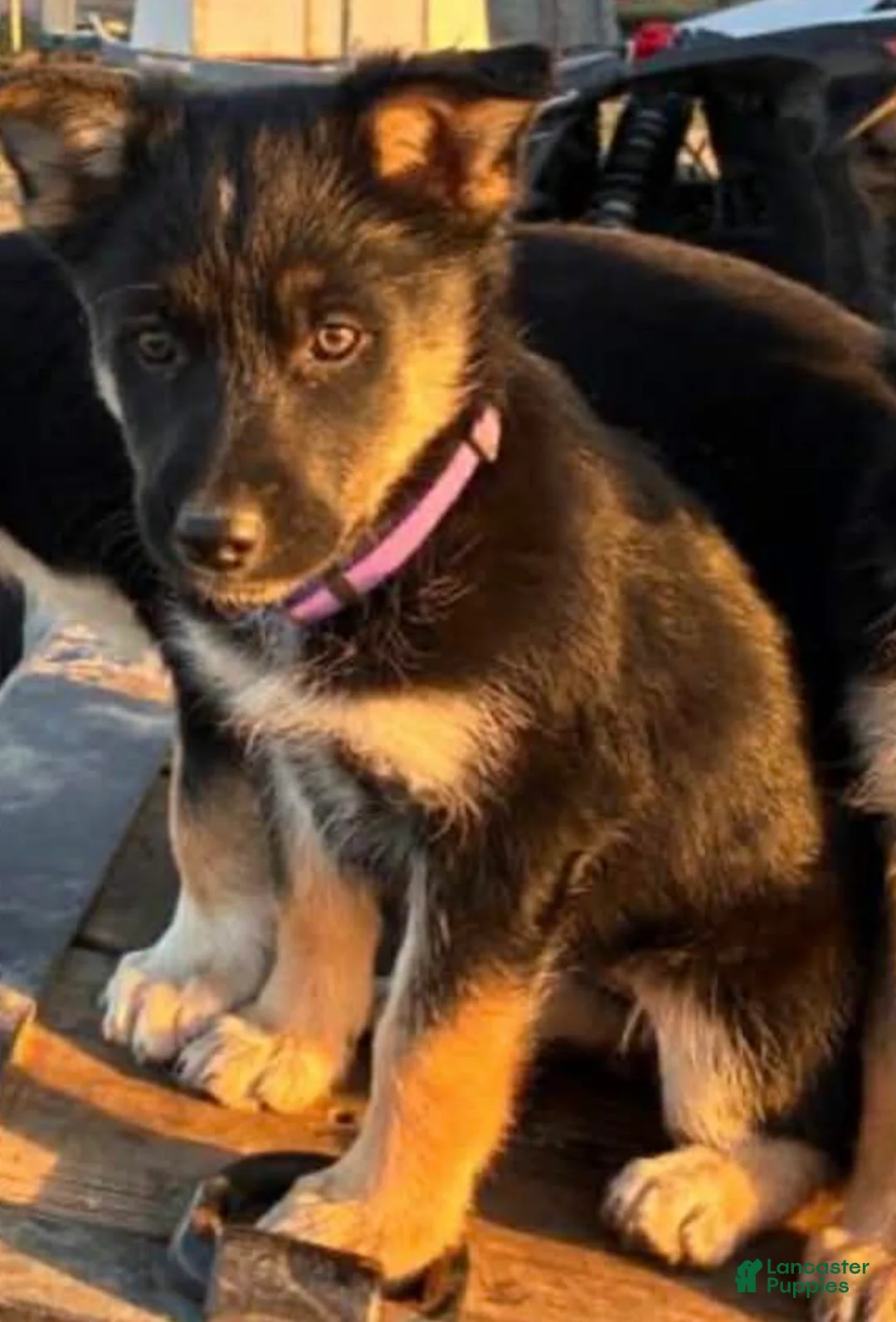 Mixed Breed dogs for sale: Luna - German Shepherd Husky - Ad 1