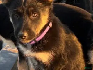 Mixed Breed dogs Luna - German Shepherd Husky - Ad 11