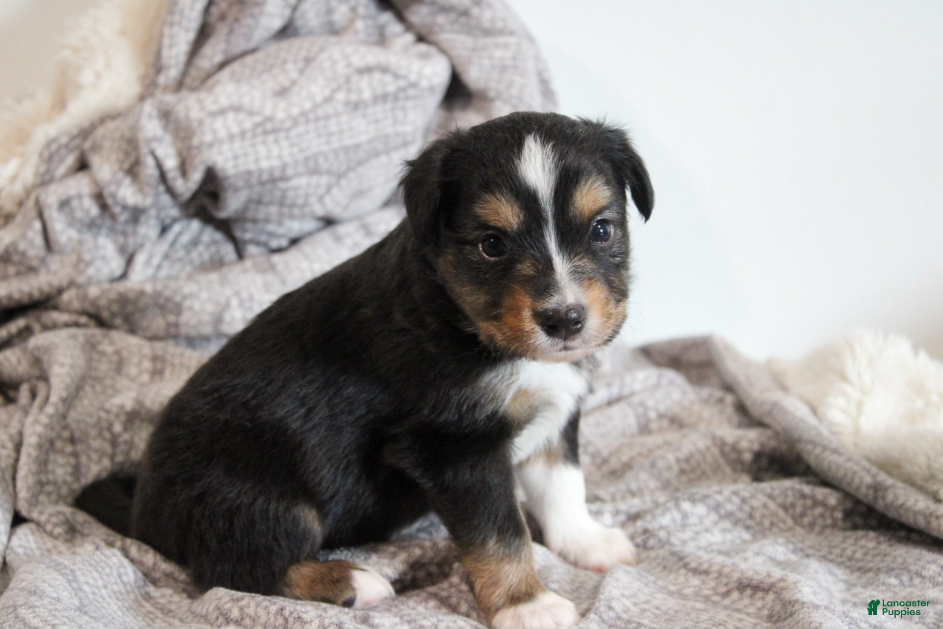 Miniature Australian Shepherd dogs Gunner - Ad 1