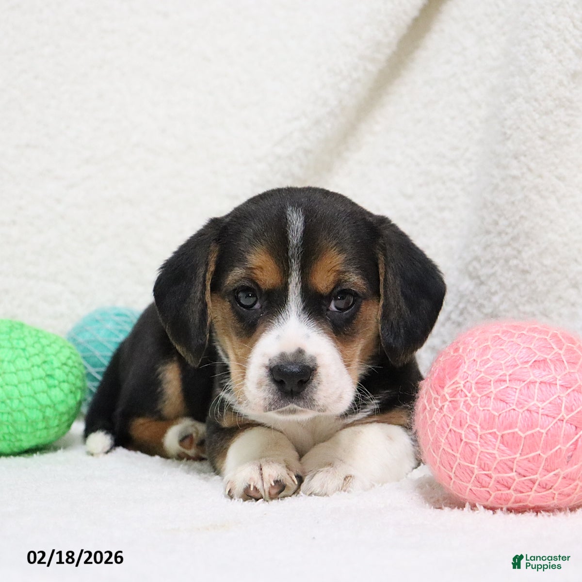 Beagle dogs Nikki - Ad 2