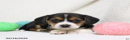 Beagle dogs for sale: Nikki - Ad 2