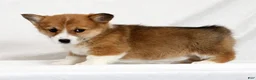 Welsh Corgi Pembroke dogs for sale: Joy - Ad 3